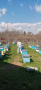 Продавам пчелни семейства Дадан Блат, снимка 1 - За пчели - 45010414