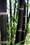 100 бр. бамбукови семена - Phyllostachys nigra - Издръжлив рядък вид вечнозелен черен бамбук, снимка 7