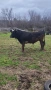 Продажба на бик , снимка 3