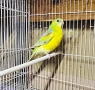 Продавам Пойни Папагали , снимка 5