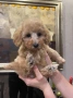 Мини пудели, женски, снимка 8