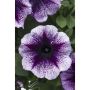 Petunia Vivini Violet Vein-Птуния виолетова вена, снимка 1 - Градински цветя и растения - 45322316