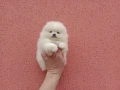 Чисто бели мини Померани. Реални снимки !!!, снимка 5