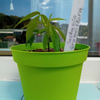 Sesbania grandiflora - Зеленчуково колибри, снимка 1 - Стайни растения - 45265043