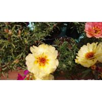 Калдаръмче кичесто Portulaca grandiflora, снимка 3 - Градински цветя и растения - 45321699