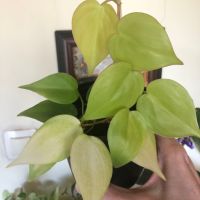 Philodendron hederaceum Lemon Lime , снимка 2 - Стайни растения - 45158825