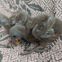 Ръчно хранени папагали Еклектус , снимка 1 - Папагали - 45590956