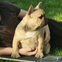 френски булдог /French Bulldog, снимка 2 - Френски булдог - 44400276