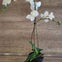 Изкуствена орхидея, снимка 5 - Декорация за дома - 45506440