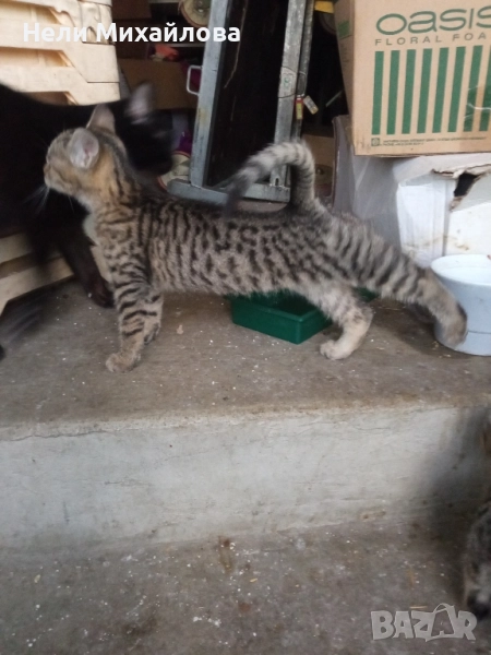 Малки бебета търсят дом. , снимка 1