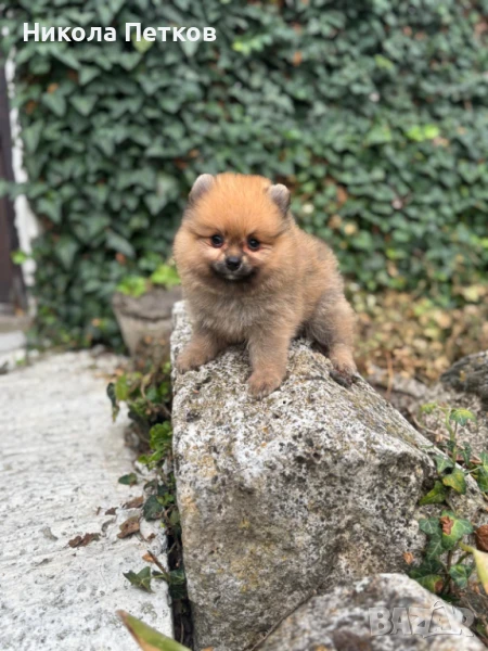 Померан, снимка 1