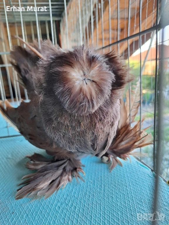 dekorativni gılıbi razlicni vidove, снимка 1