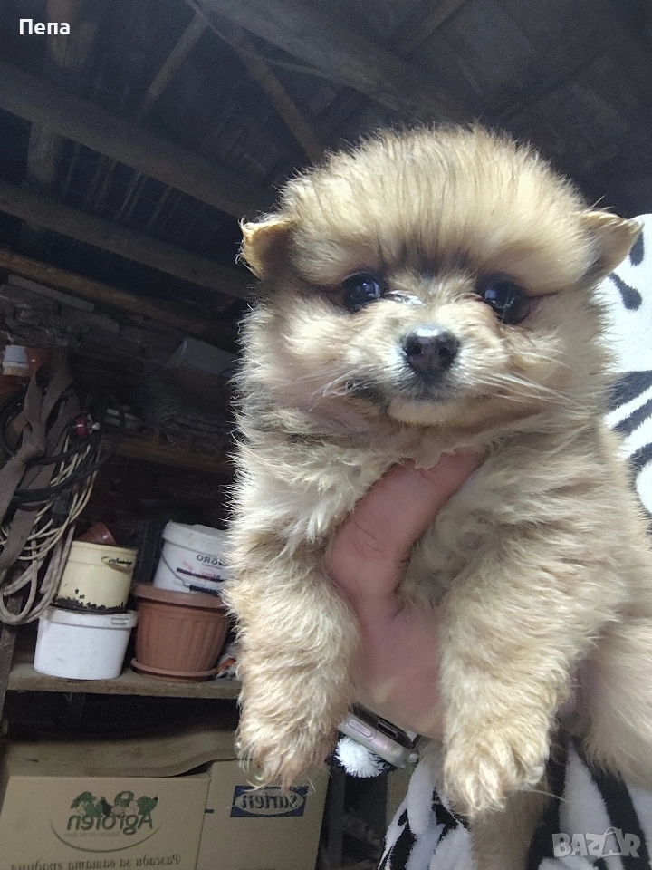 шпиц померан , снимка 1