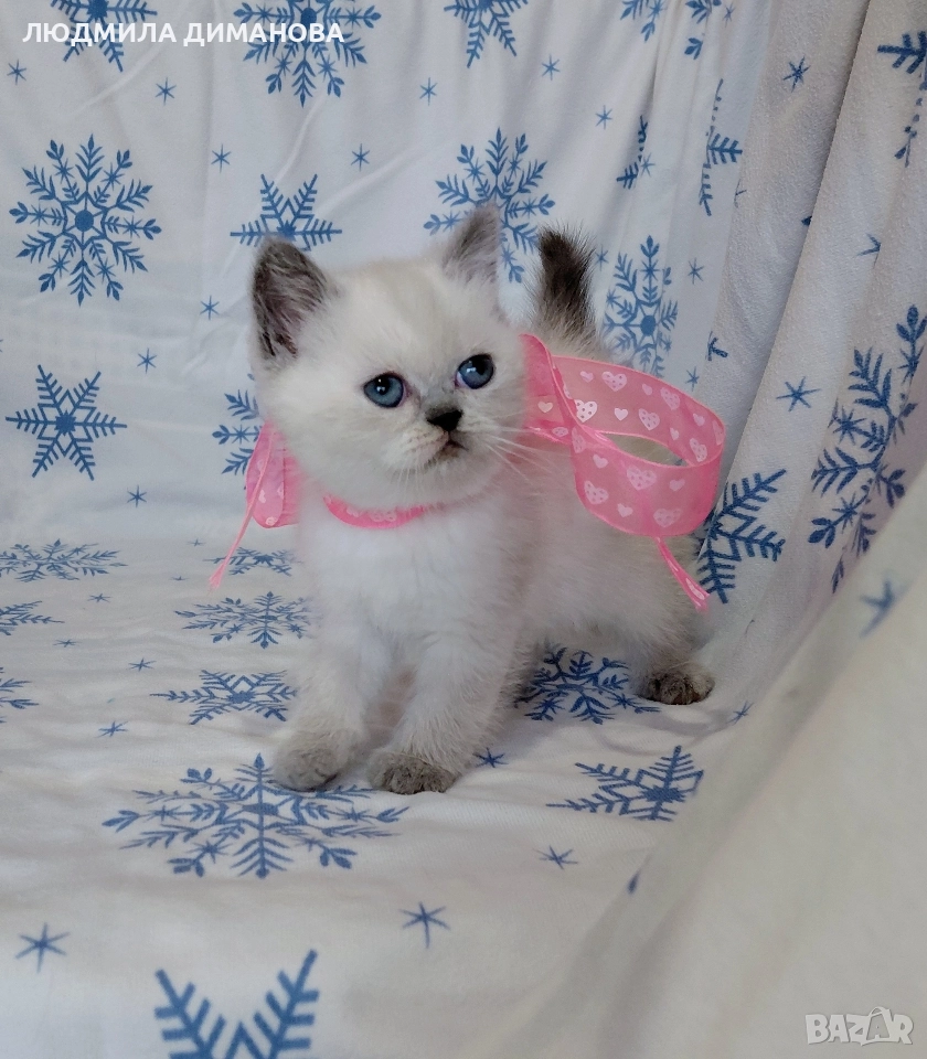 Персийско екзотично момиче. , снимка 1