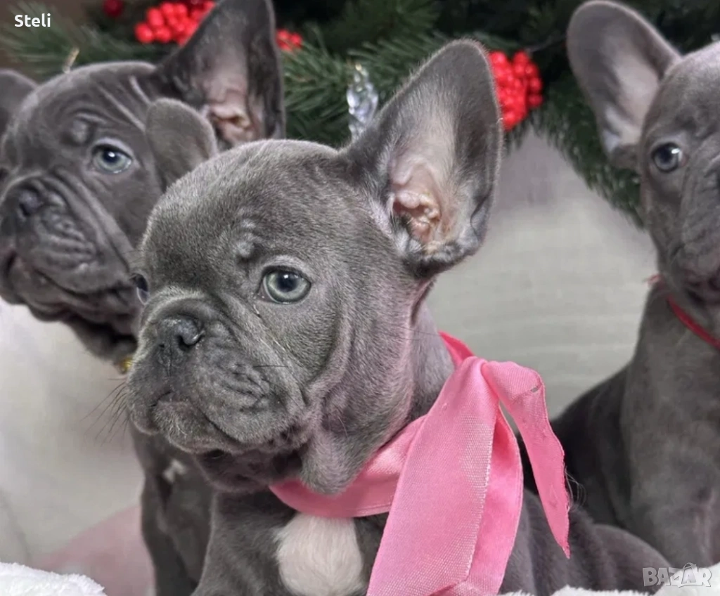 Френски булдог сини , снимка 1