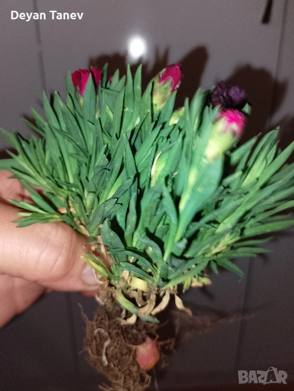 Разсад Карамфил, 2 лв/бр., снимка 1