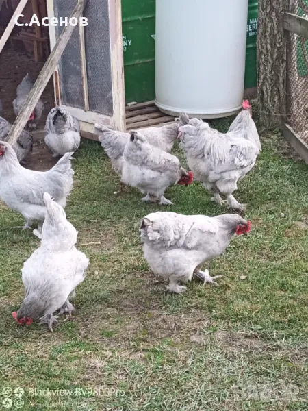 Кокошки и Яйца за люпене от маран лавандула / lavender Marans , снимка 1