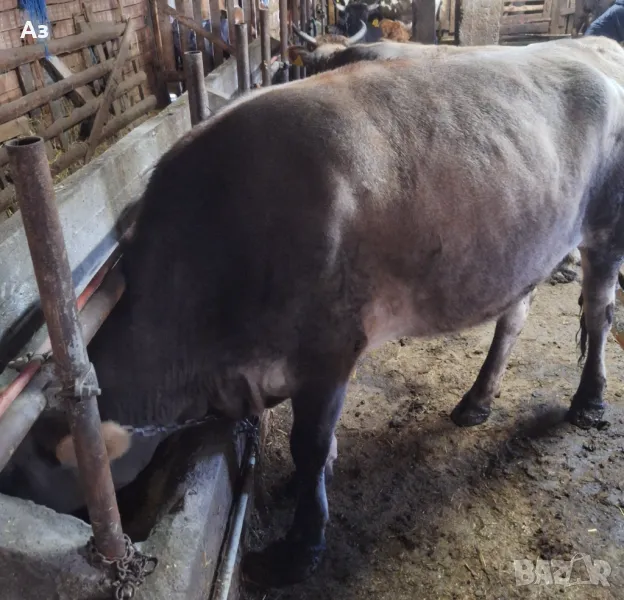 Продавам ялови крави, снимка 1