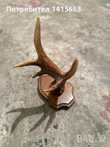 Продавам рог от сръндак, снимка 2 - Други ценни предмети - 52528953