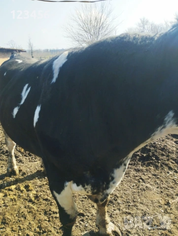 Продавам бик  4 евро/кг