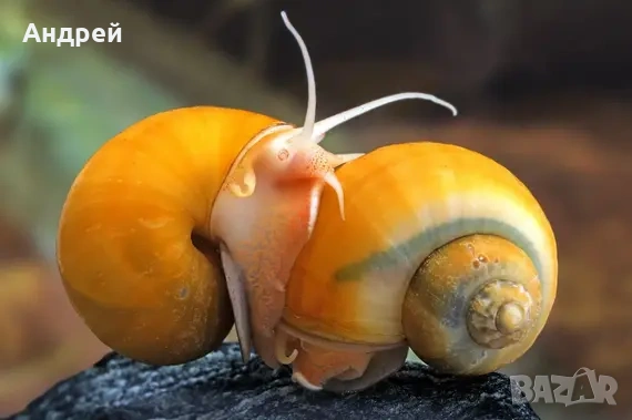 Ампулария охлюви , снимка 3 - Други - 54288634