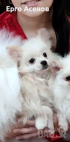 Померанче, снимка 2 - Померан - 52997685