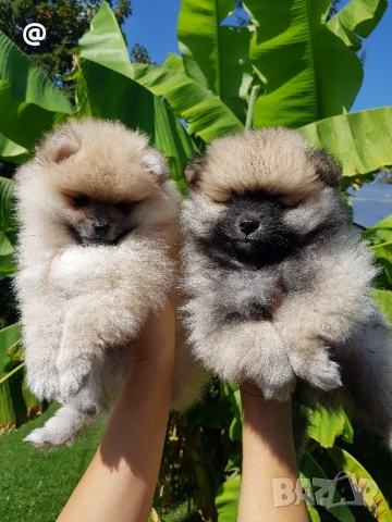 Померан померанчета свободни!, снимка 11 - Померан - 51699800