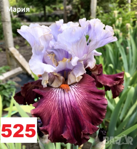 Сортови вискоки ириси /брадати ириси, снимка 17 - Сортови семена и луковици - 46410730