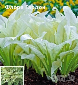 ХОСТА, АСТИЛБЕ - Коренища - ПРЕДВАРИТЕЛНИ ПОРЪЧКИ, снимка 14 - Градински цветя и растения - 49488937