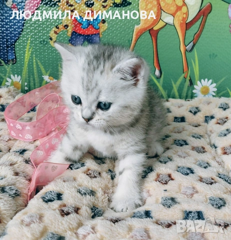 Шотландско мъжко Скоттиш Страйт. , снимка 4 - Британска късокосместа - 53737992