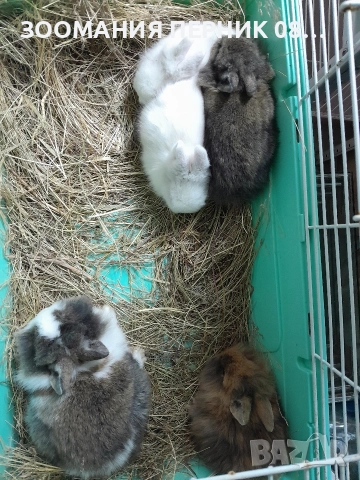 декоративни зайчета , снимка 2 - Декоративни зайчета - 52580470