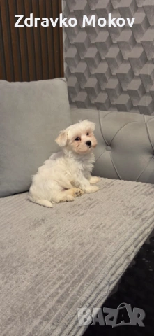 малтийска болонка, снимка 3 - Болонка - 53930587