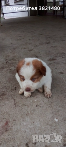 Каракачански кученца , снимка 4 - Каракачанска овчарка - 52618838