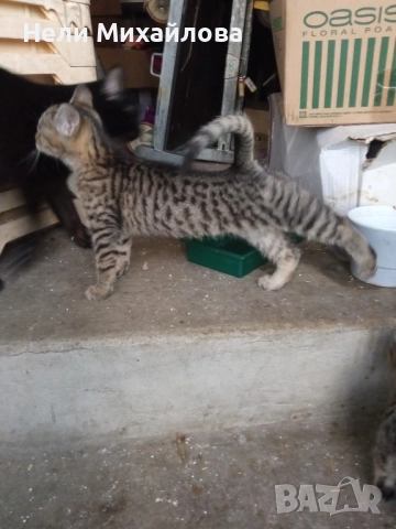 Малки бебета търсят дом. 