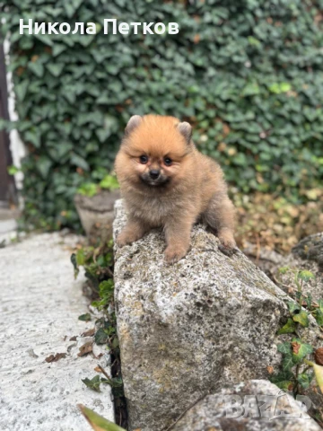 Померан, снимка 1