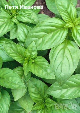 Латинка, тагетис, невен и босилек , снимка 2 - Градински цветя и растения - 54172455