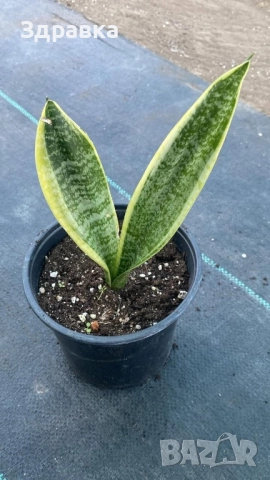 Сансевиера