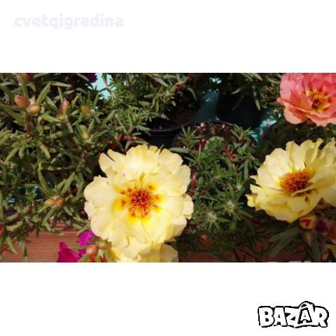 Калдаръмче кичесто Portulaca grandiflora, снимка 3 - Градински цветя и растения - 45321699