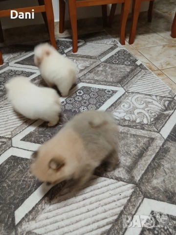 Mini Pomeran, снимка 2 - Померан - 53567326