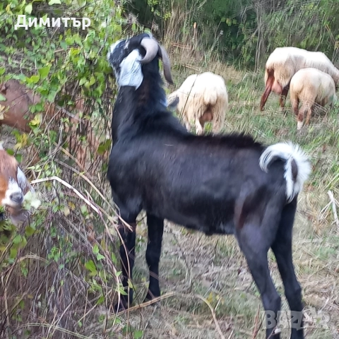Англонубийски пръч , снимка 3 - Кози - 51702599