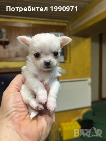 Мъжко мини чихуахуа, снимка 5 - Чихуахуа - 52889492