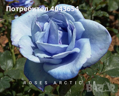 Рози в контейнер , снимка 2 - Градински цветя и растения - 44950109