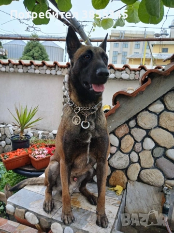 Белгийски овчарки