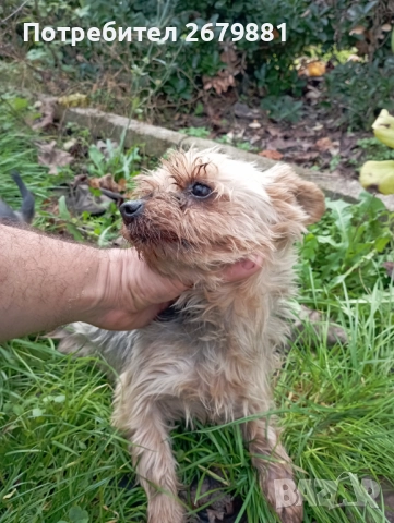 Йорки на около 4 години - момиче , снимка 4 - Йоркширски териер - 52472319