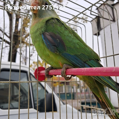 продавам папагали барабанди