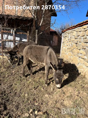 Магаре (магарица) майка и дъщеря, снимка 5 - Други - 48588440