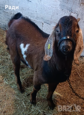 Продавам младо породисто пръчле., снимка 3 - Кози - 53092014