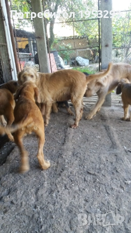 Бараци обучени за лов на диви свине , снимка 7 - Гонче - 52274389