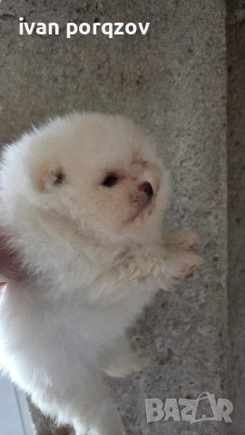Готови за нов дом померанчета, снимка 10 - Померан - 54211908