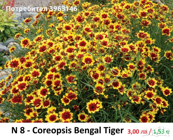 ГРАДИНСКИ Многогодишни Цветя..., снимка 9 - Градински цветя и растения - 51078747